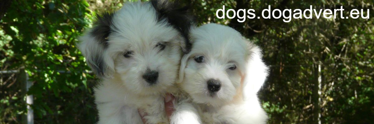 dogs.dogadvert.eu